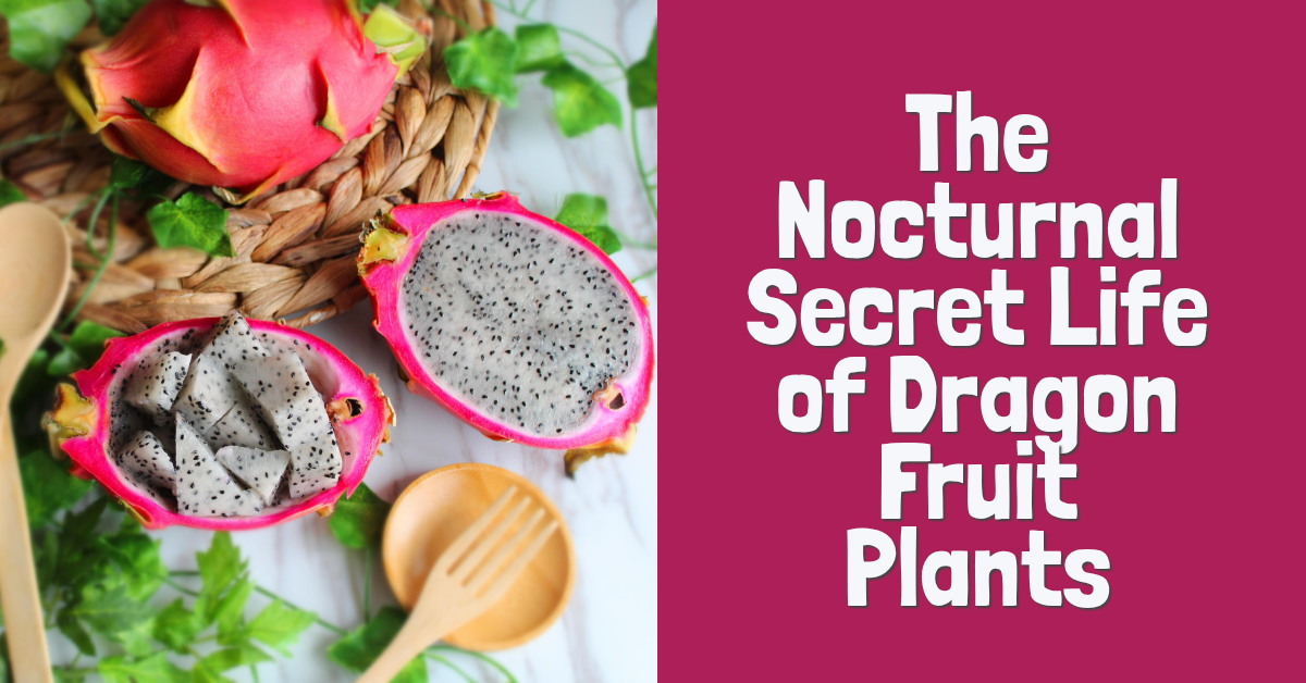 Midnight Blooms and Bee Magnets: The Nocturnal Secret Life of Dragon Fruit Plants